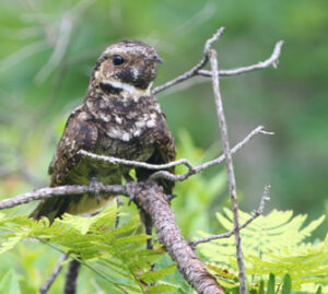 Eastern Whip-poor-will by Jake McCumber