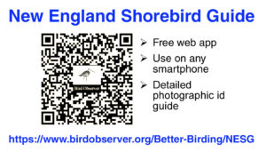 New England Shorebird Guide QR Code