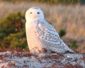 Snowy Owl, West Dennis Beach by Peter Bono