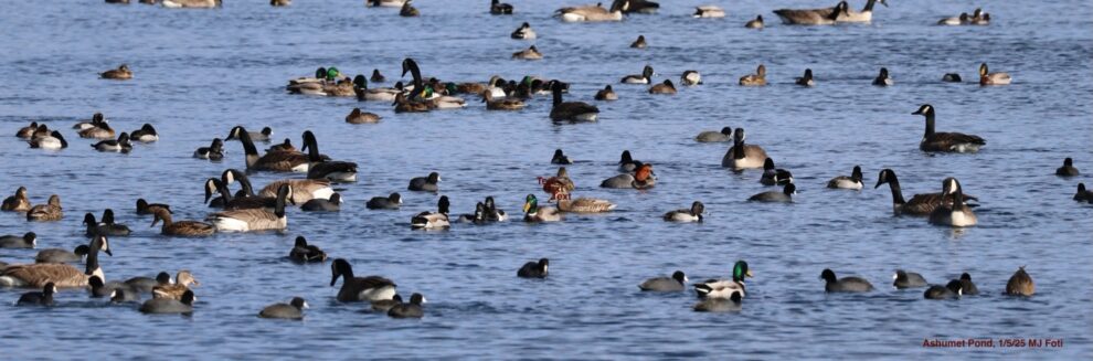 Waterfowl at Ashument Pond by MJ Foti