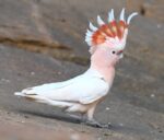 pink cockatoo