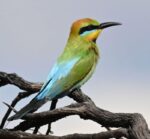 rainbow bee-eater